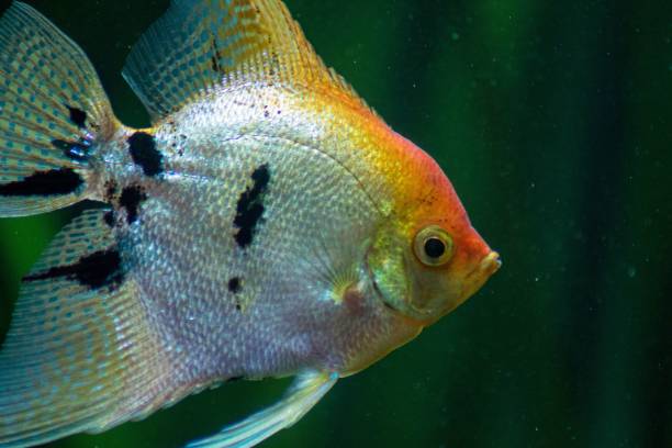 istock Macro profile shot of a Freshwater angelfish underwater 1442110732