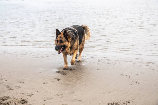 istock German shepherd dog walking on the beach at sunset 1442110773