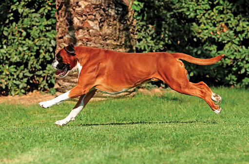 A beautiful shot of a german boxer dog running on a field