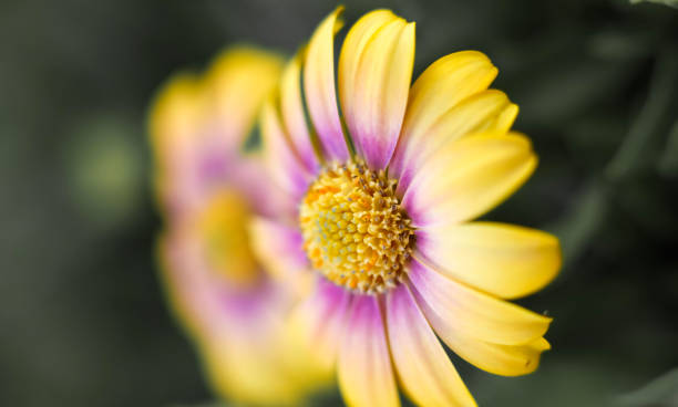 Pastel Cape Marguerite daisies . Mirror images stock photo