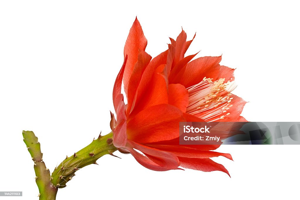 Epiphyllum, czerwony kwiat, Orchidea kaktusów - Zbiór zdjęć royalty-free (Bez ludzi)