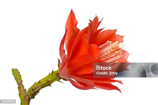 Epiphyllum Czerwony Kwiat Orchidea Kaktusów - zdjęcia stockowe i więcej obrazów Bez ludzi - Bez ludzi, Białe tło, Biały