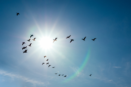 Image of a flock of birds flying