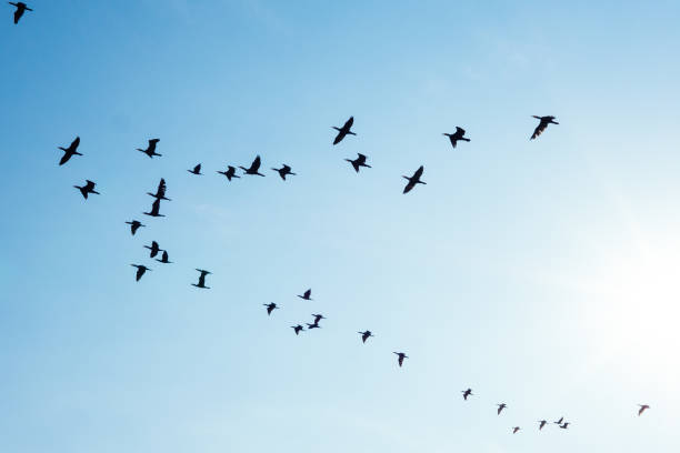 istock Image of a flock of birds flying 1442111052