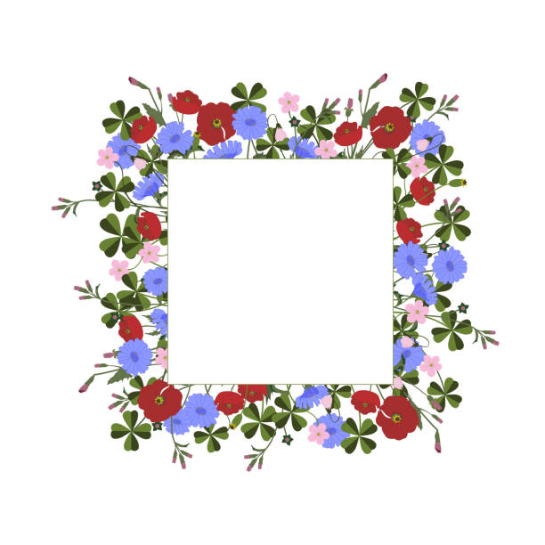 Square frame wild herbs and flowers with white place for text in the middle Square wreath frame Summer wildflowers and herbs. Colorful Vector illustration on white background with space for text in the middle white background chicory isolated white stock illustrations