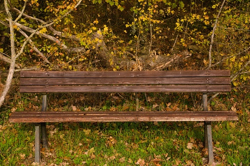 A wooden bench on grass with plants in the back in a park