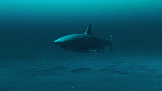 Closeup of A Great white shark swimming in the deep blue ocean water, underwater scene of white shark, Beauty of sea life , 3d render