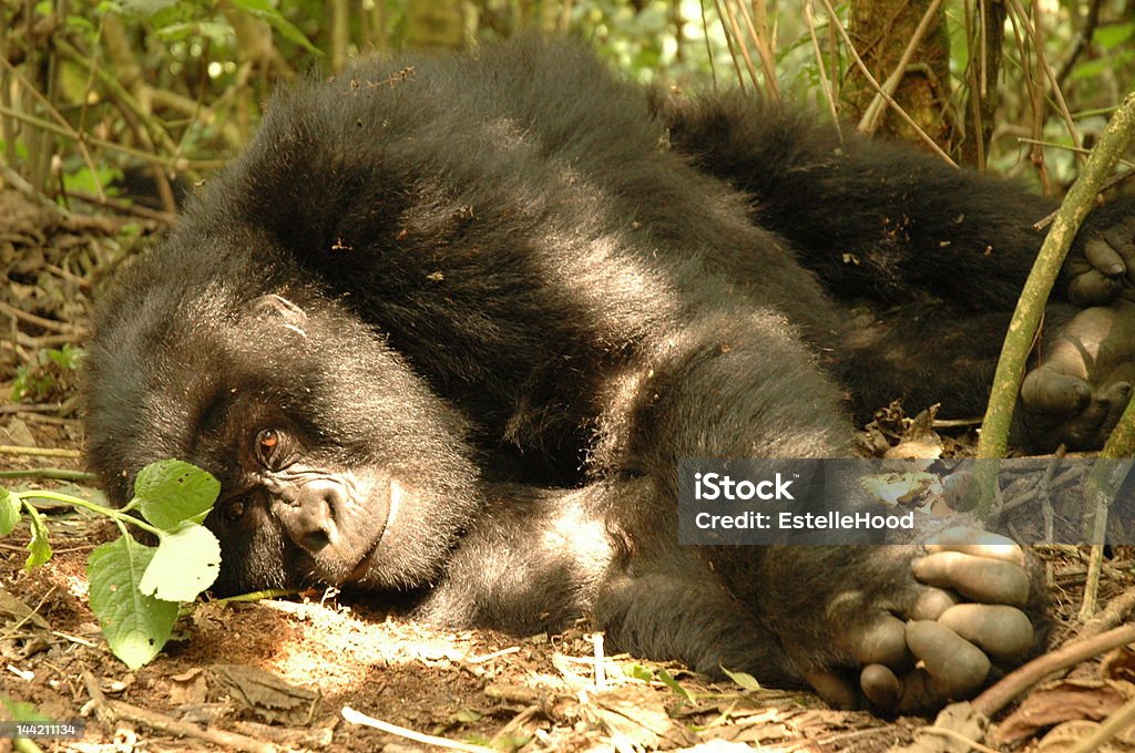 Gorille de soleil - Photo de Afrique libre de droits