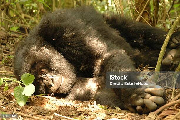 Photo libre de droit de Gorille De Soleil banque d'images et plus d'images libres de droit de Afrique - Afrique, Animal femelle, Animaux à l'état sauvage