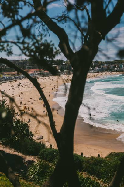 istock Beautiful View Of The Bondi Beach Shot Through Tree Branches 1442111456