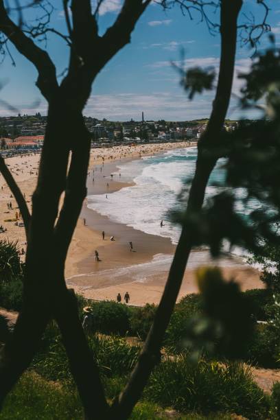 istock Beautiful View Of The Bondi Beach Shot Through Tree Branches 1442111462