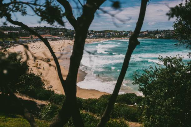 istock Beautiful View Of The Bondi Beach Shot Through Tree Branches 1442111470