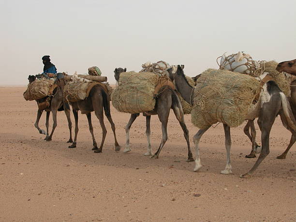 caravane de sel - great sand sea photos et images de collection