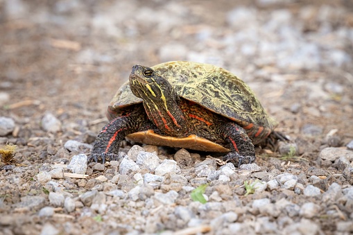 Painted Turtle on Country Road