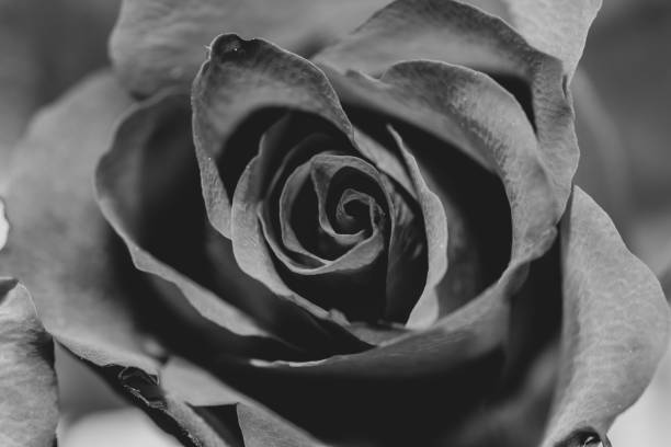 istock Grayscale closeup shot of a rose 1442111599