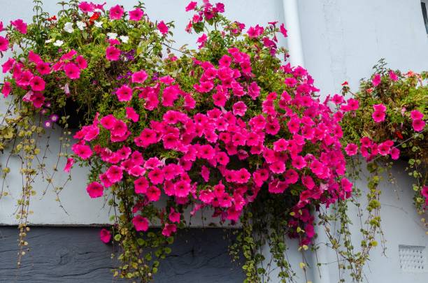istock Potted pink petunias hanging on the wall 1442111649