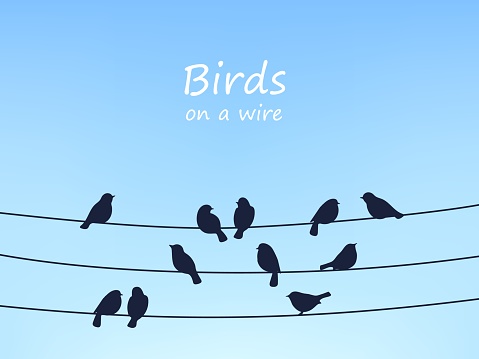 Sparrow birds flock on power line and wires. Vector design with black birds silhouettes sitting on cables on blue sky background. Animals in nature, wildlife, ecology themed cartoon poster