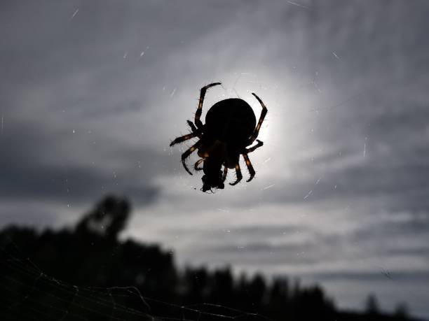 A greyscale of Araneus ventricosus spider on the surface.