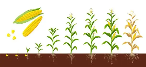 Vector illustration of Corn maize, farm crops growth on soil stages