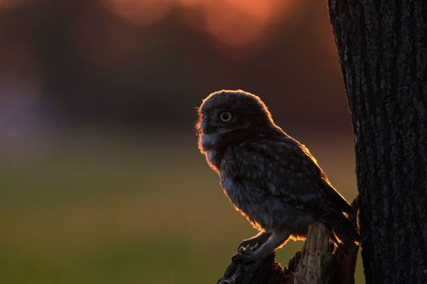 istock Little owl Athene Noctua perched on a tree in a sunset light. 1442112189