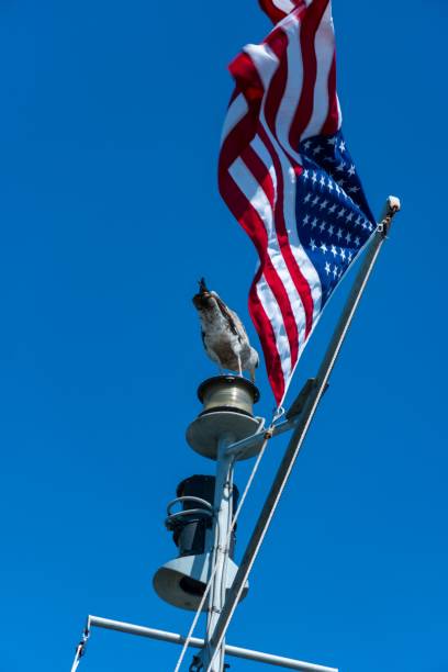 istock Seagul and tthe flag on a blue sky background 1442112584