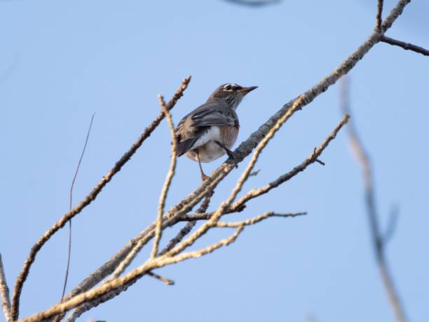 istock Undershot closeup of a juvenile robin perching on deciduous tree branch clear sunlit sky background 1442112787
