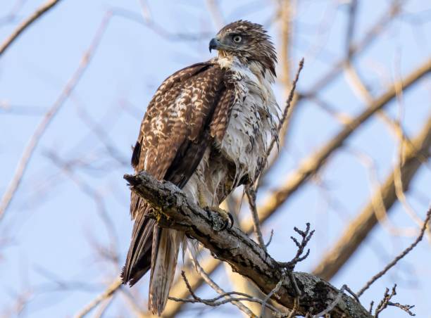 istock Closeup of a red-tailed hawk perching on a sunlit, deciduous tree branch clear sky background 1442112797