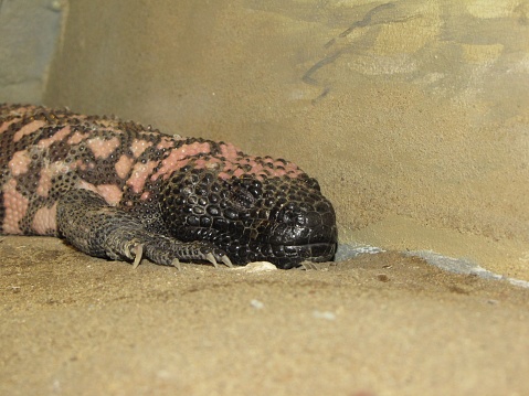 A closeup of venomous Gila monster resting on the sand of its habitat
