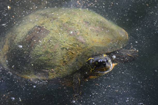 istock Close-up shot of a turtle in a pond 1442113235
