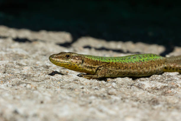 istock Closeup shot of a lizard on a rock 1442113238