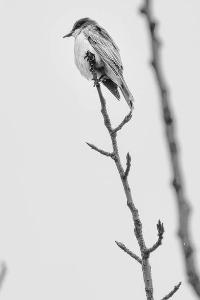 istock Vertical black and white shot of a nightingale on a tree branch 1442113249