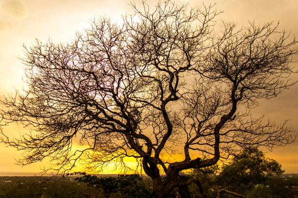 istock Tree in autumn, golden hour 1442113272