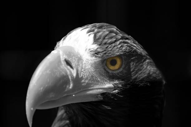 istock Black and white shot of an eagle against black background 1442113480