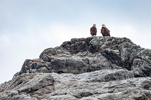 Two bold Eagle standing on the top of a rock with a skyscape in the background