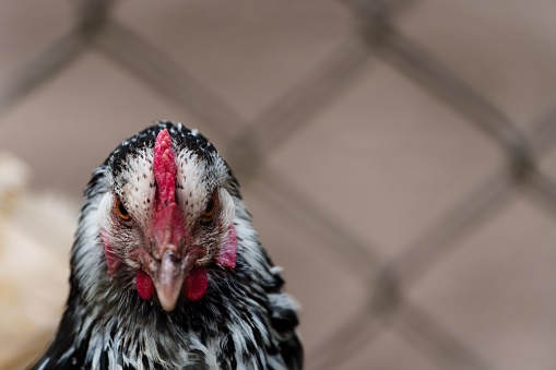 A selective focus of a chicken in a cage