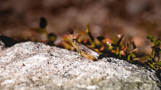A selective focus of a grasshopper on a rock
