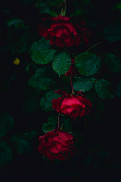 istock Red roses with dewdrops in a garden 1442113585