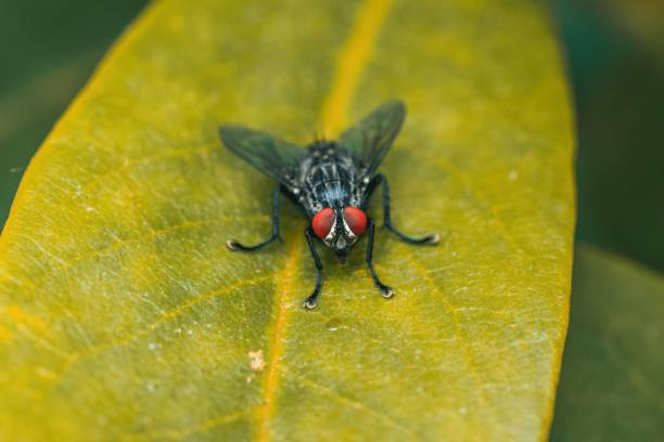 istock Macro shot of a fly standing on a yellow leaf 1442113595