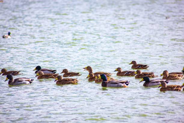 istock Ducks swimming in Oued Soubella, Algeria 1442113615