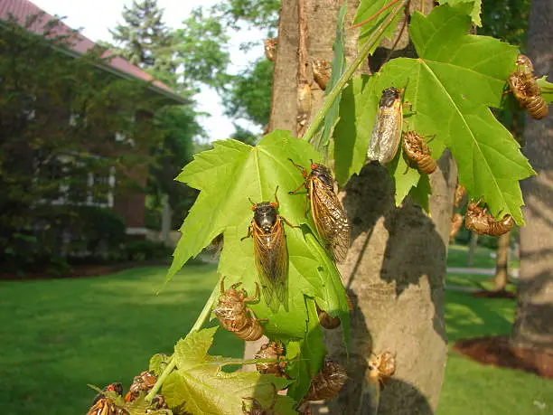 Photo of Cicada's the 17 year locusts