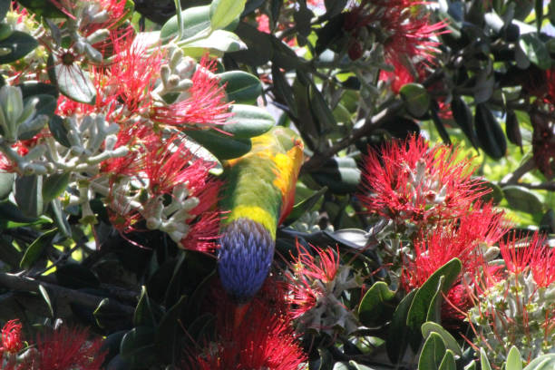 istock Colourful Rainbow Lorikeet feeding in Flowers 1442114234