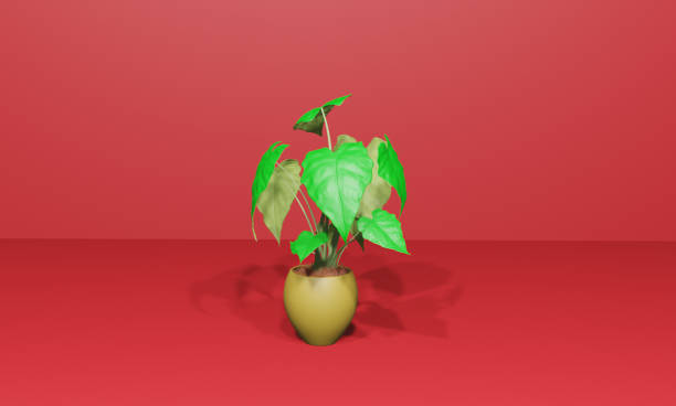 istock 3D render of a potted plant isolated on a red background 1442114310