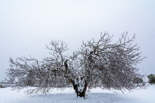 A beautiful dried tree covered in snow on a snowy field in winter in Murcia, Spain