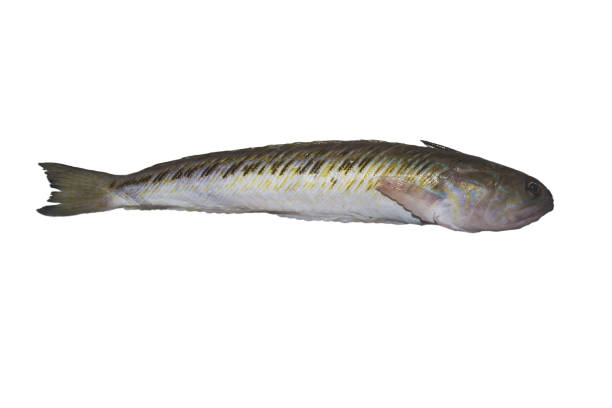 istock Trachinus draco, greater weever or venomous marine fish isolated on a white background 1442115379