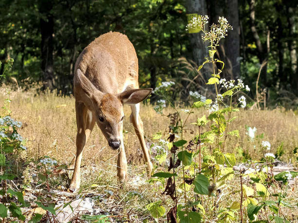 istock Deer surrounded by greenery on a sunny day 1442115715