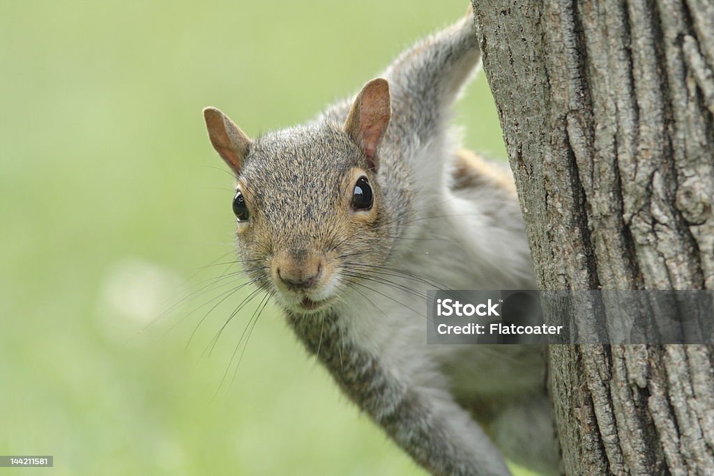 Squirrel A squirrel working its way to the bird feeder Animal Stock Photo