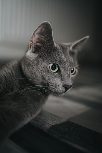 A portrait of a cute gazing Russian blue cat