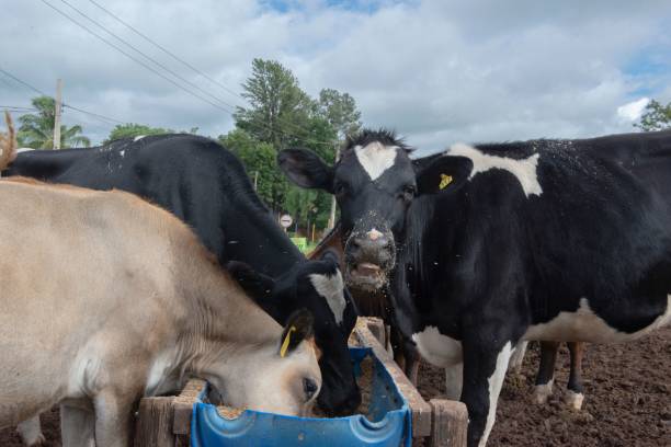 istock Cows eating from troughs made of blue plastic barrels 1442116210