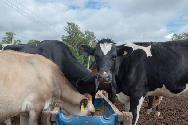 istock Cows eating from troughs made of blue plastic barrels 1442116214