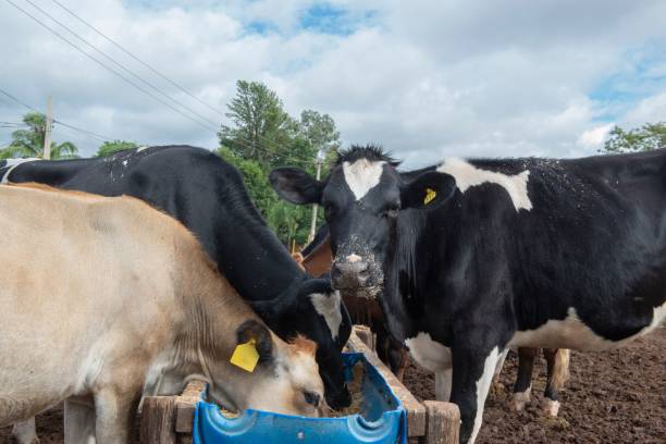 istock Cows eating from troughs made of blue plastic barrels 1442116218